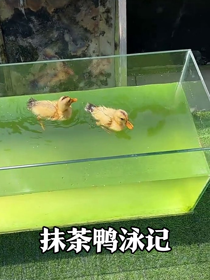抹茶色泳池里的摸鱼搭子！小黄鸭带金鱼带薪围观
