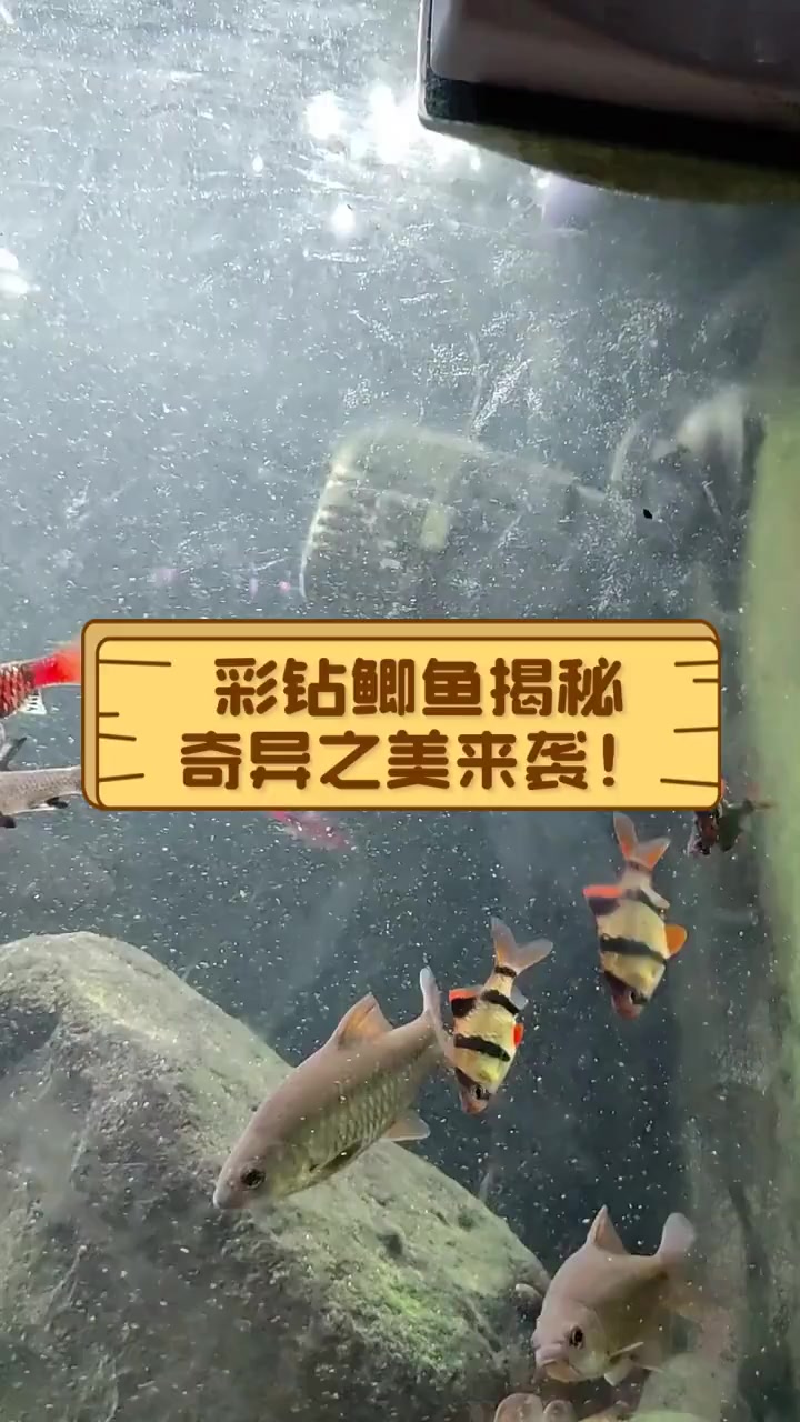 彩钻鲫鱼揭秘,奇异之美来袭!