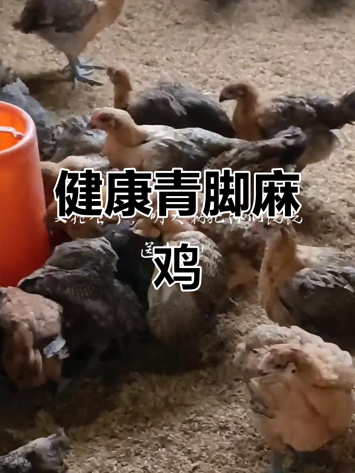 青脚麻鸡上市,健康强壮,适合散养,夜间保暖是关键