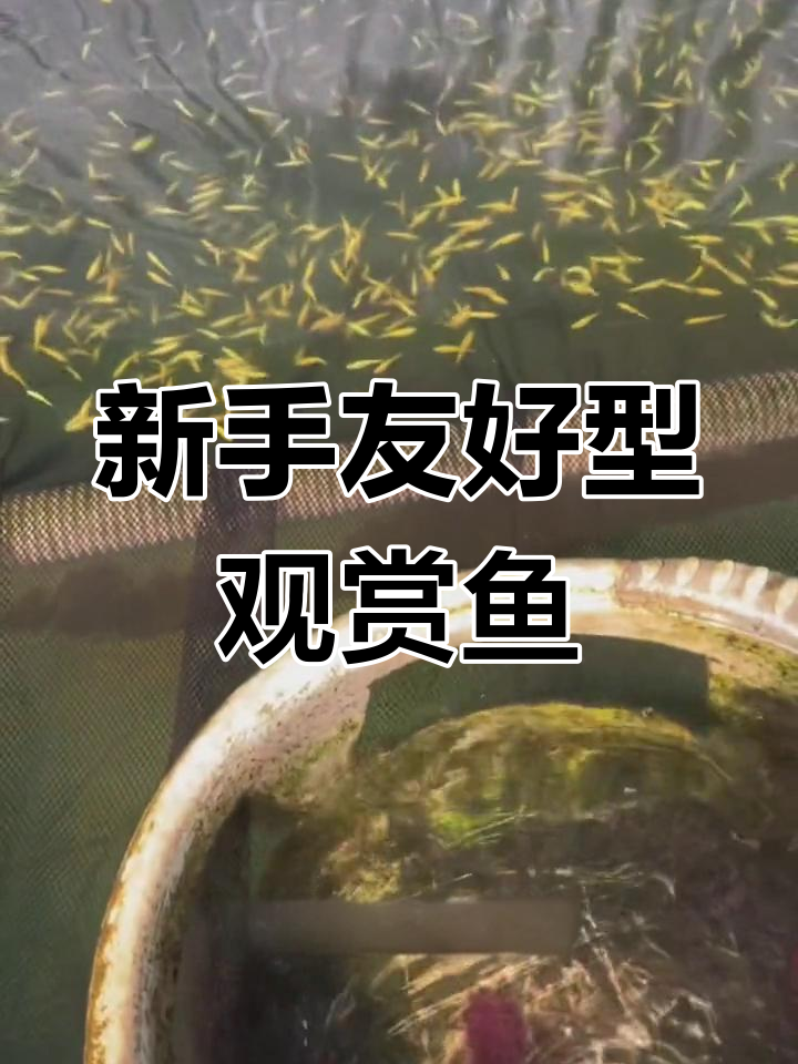 彩色斑马鱼:基因改良的美丽新品种