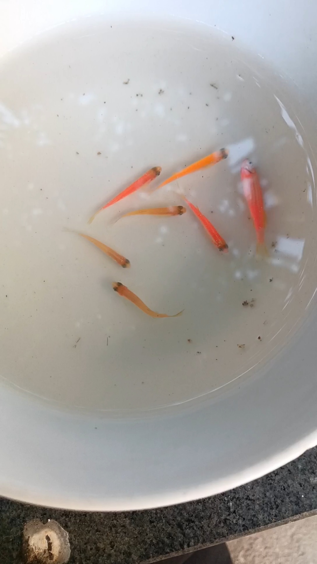 有什么理由不养斑马鱼呢