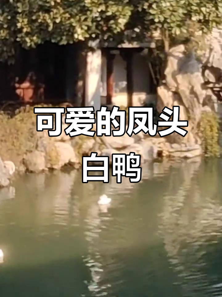 南京瞻园的凤头白鸭,头顶爆炸毛超可爱