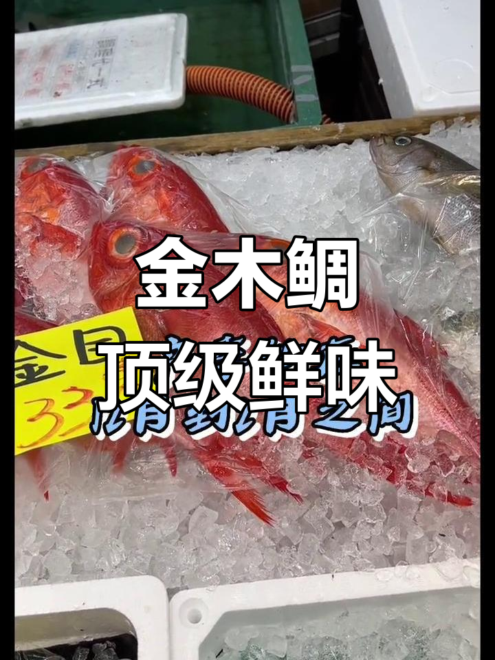 冬季最爱的美味金木鲷鱼,高级海鲜不容错过