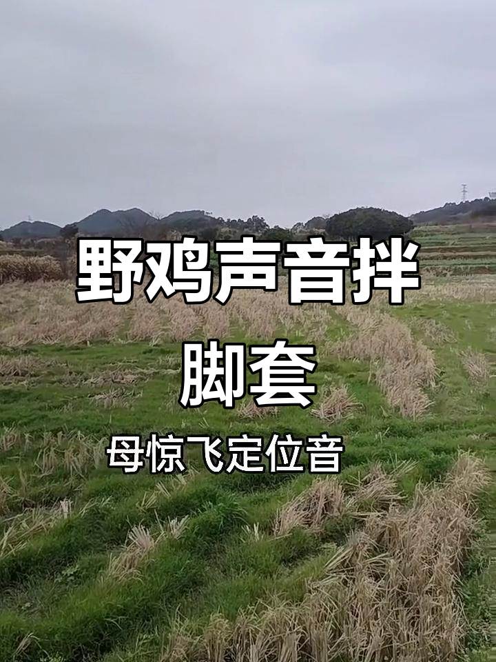 野鸡叫声与门套碰撞,搞笑瞬间全程笑翻