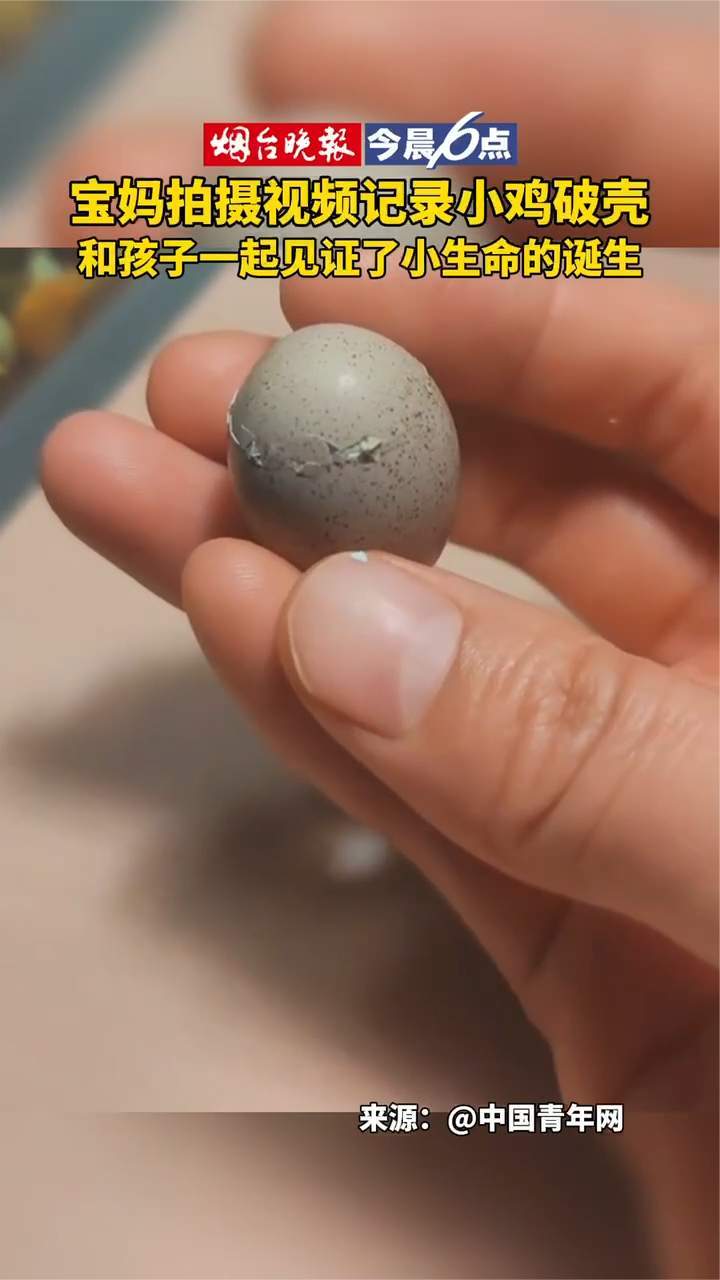 宝妈拍摄视频记录小鸡破壳,和孩子一起见证小生命的诞生