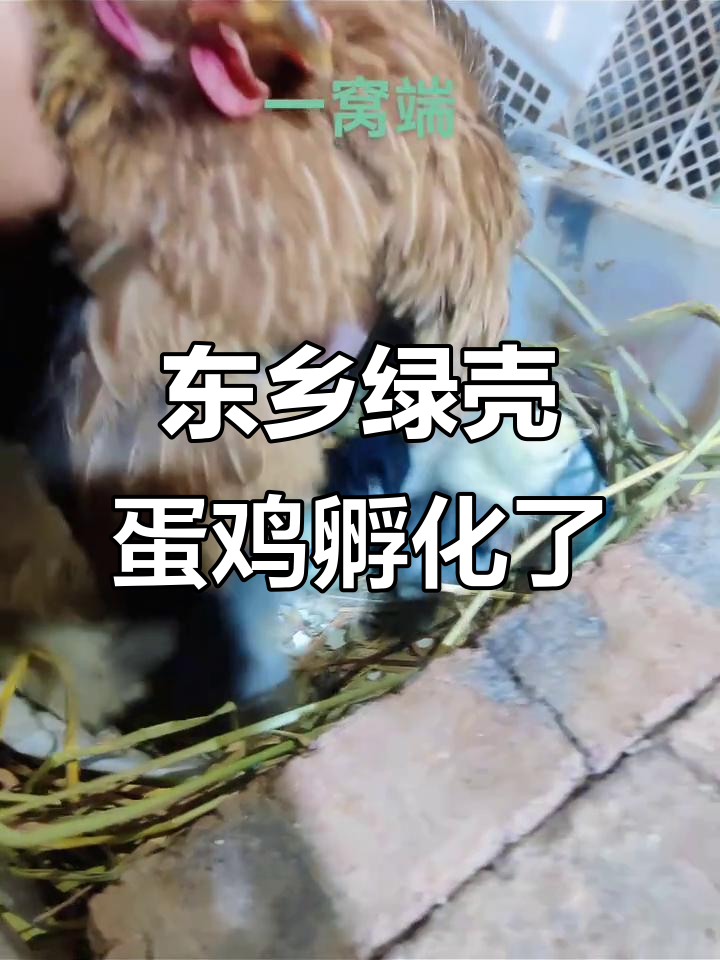这只东乡绿壳蛋鸡妈妈,成功孵化了一窝小宝贝
