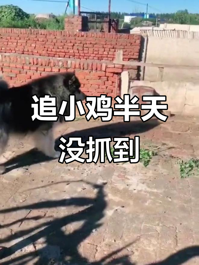 小鸡吃草被赶跑,忙了半天都没抓住