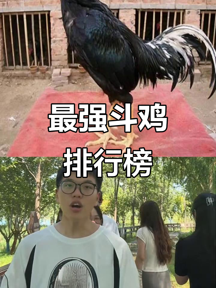 全球十大最凶猛斗鸡品种,看看你了解吗?