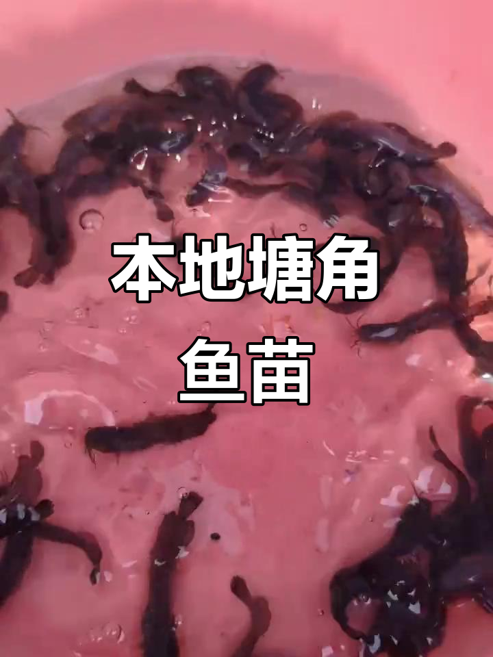 一斤500条本地塘鲺鱼苗，规格超乎想象