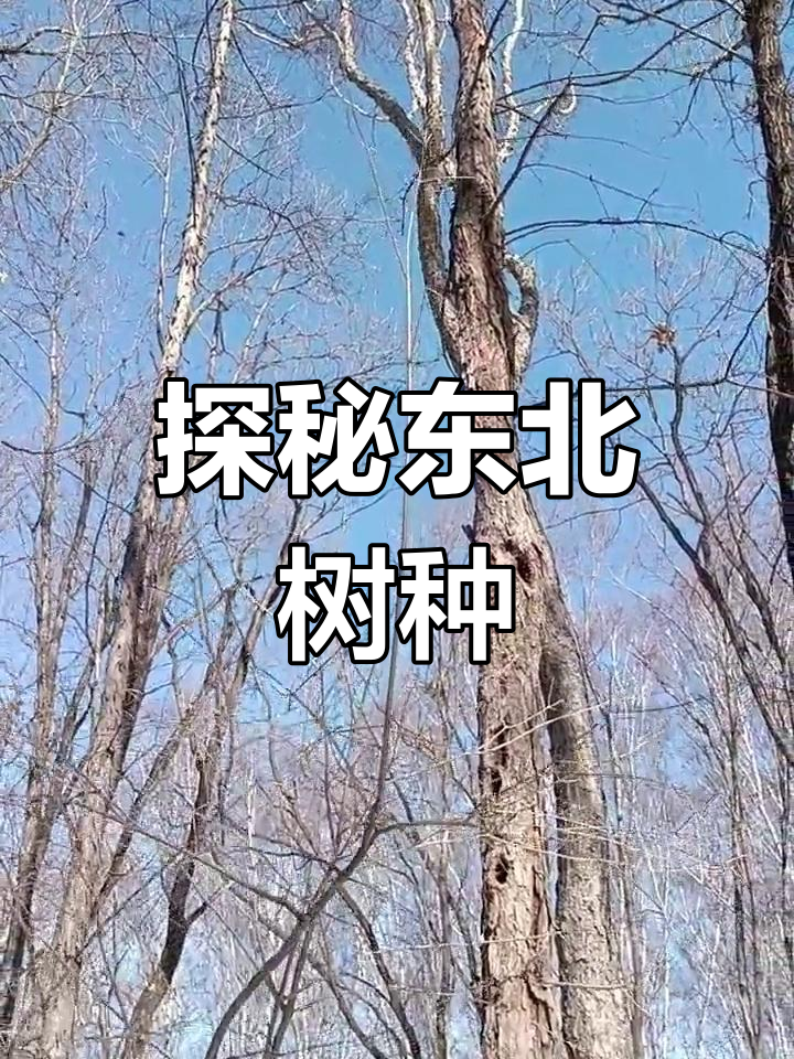 走进东北大山,认识那些常见的树木品种