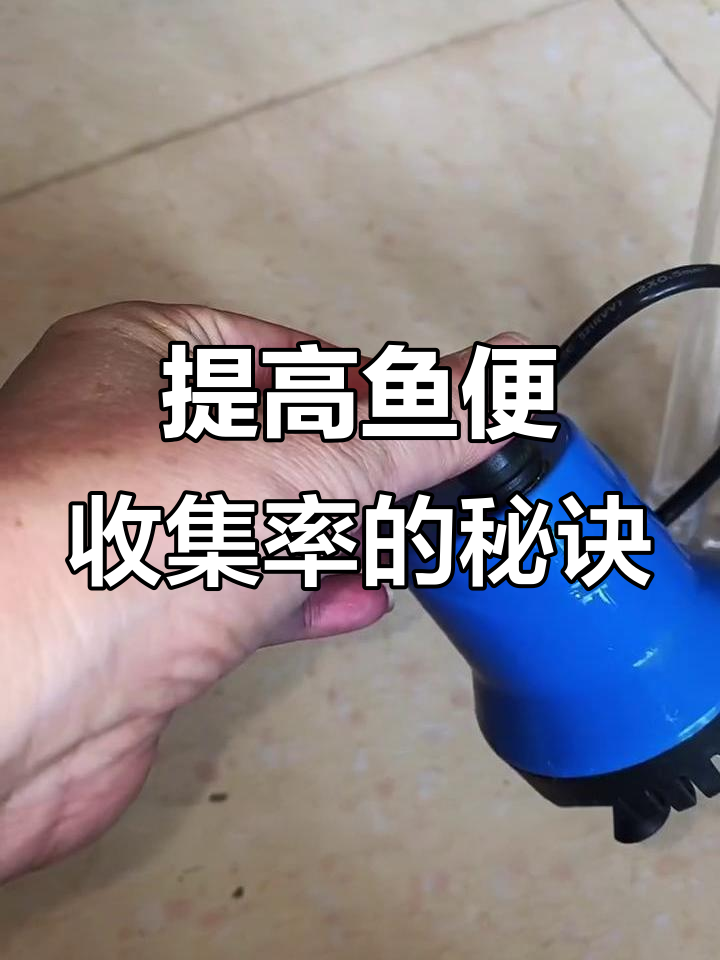 鱼缸过滤系统安装技巧:如何提高收集率,避免水泵打碎粪便