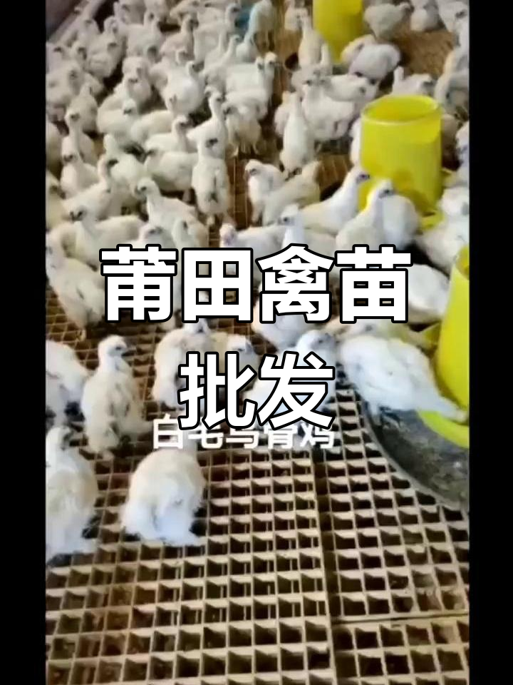 莆田禽苗批发,鸡鸭鹅全品种供应