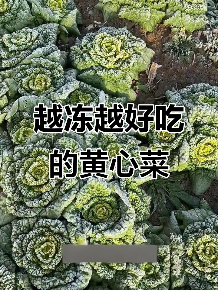 霜冻黄心菜越长越美味,冰冻后更鲜嫩