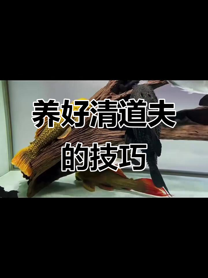 如何正确饲养清道夫,避免常见问题