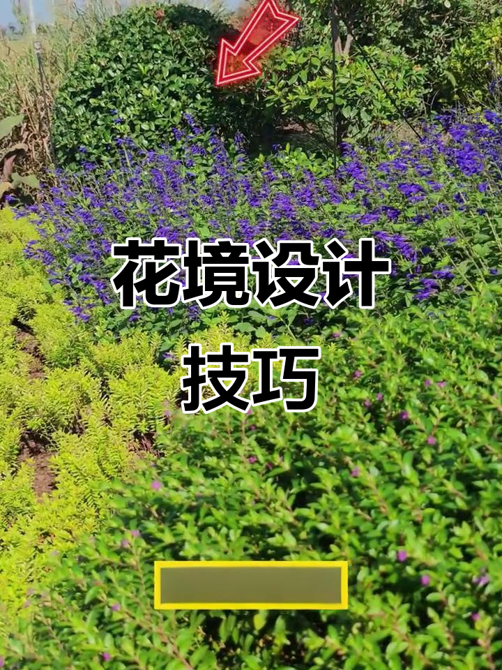 深蓝鼠尾草与满天星的完美搭配,打造独特花境布局