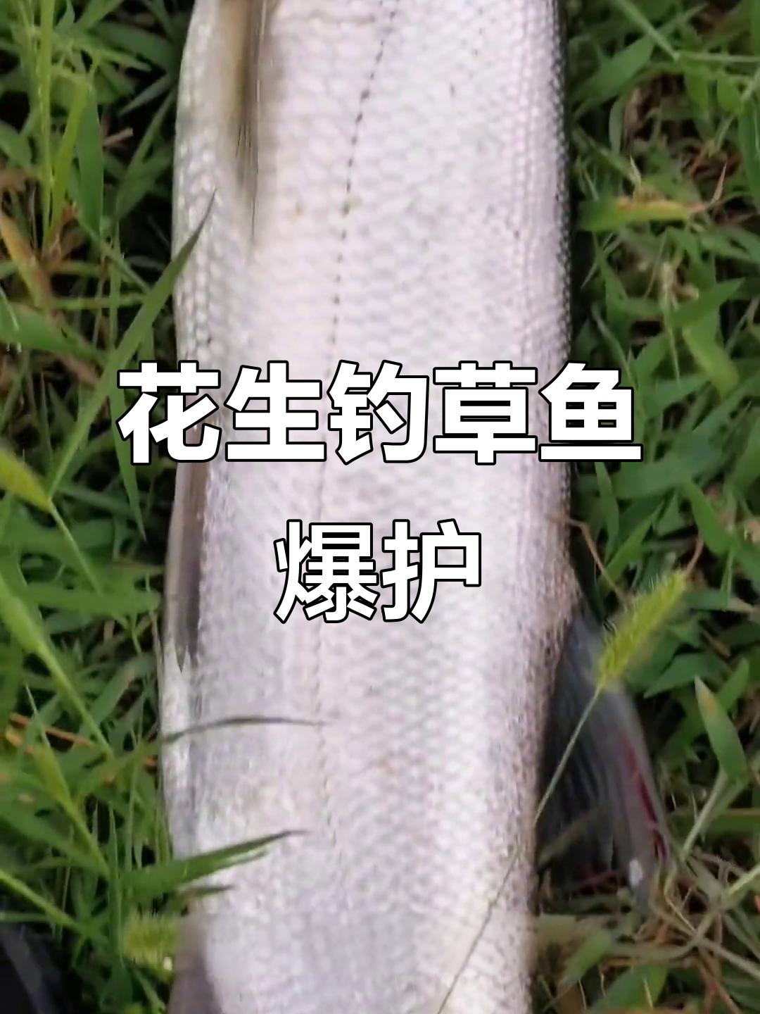 花生大料煮钓草鱼,3小时狂拉30斤!