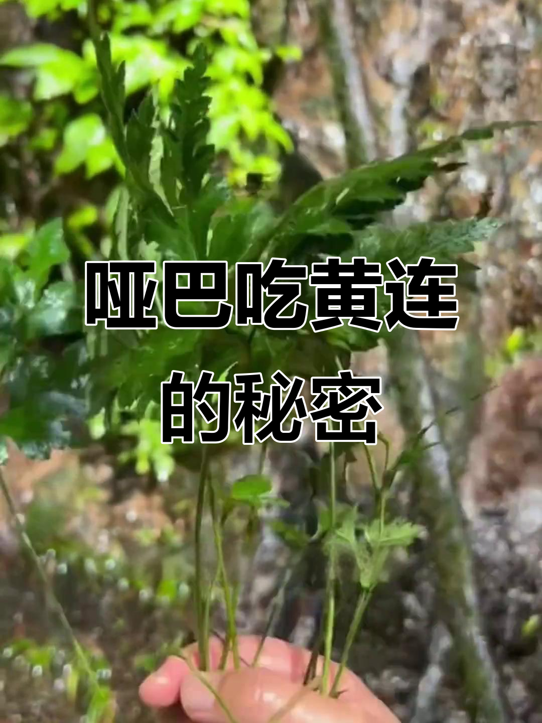 鸡爪黄连：苦到无法言喻，高山上的千年药宝