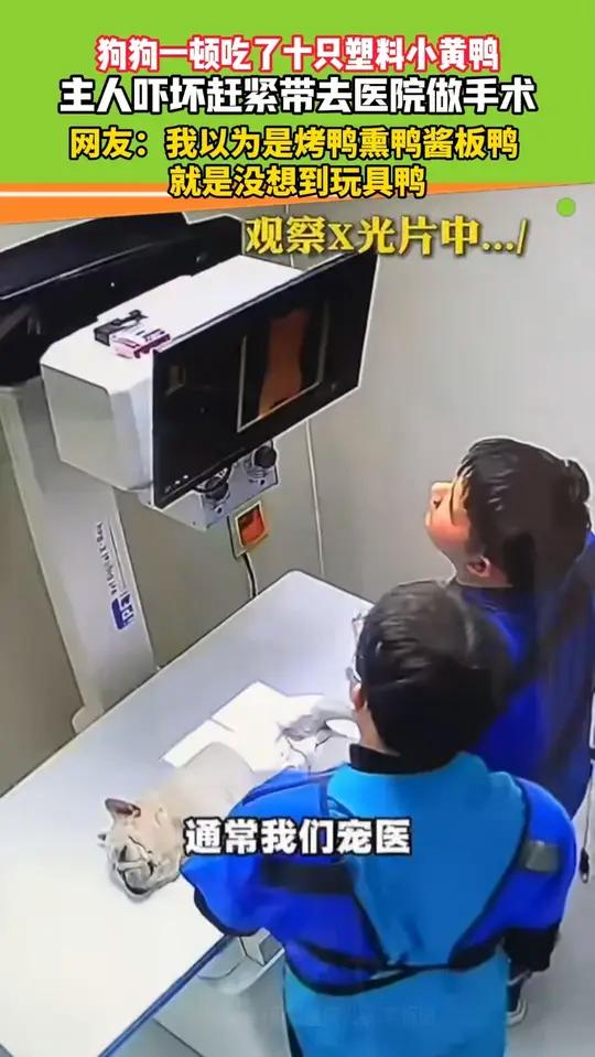 网友:我以为是烤鸭熏鸭酱板鸭 就是没想到玩具鸭#原谅我不厚道的笑了 #狗狗的迷惑行为
