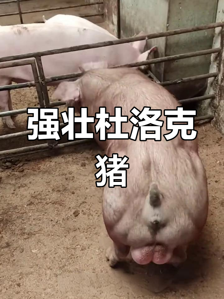 世界上最强壮的猪,肌肉发达堪比斯瓦辛格