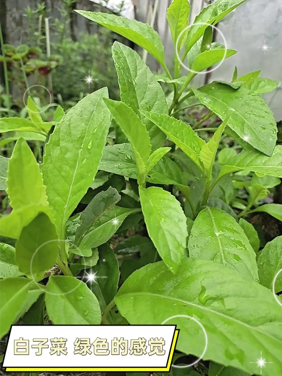 白子菜,绿色的感觉