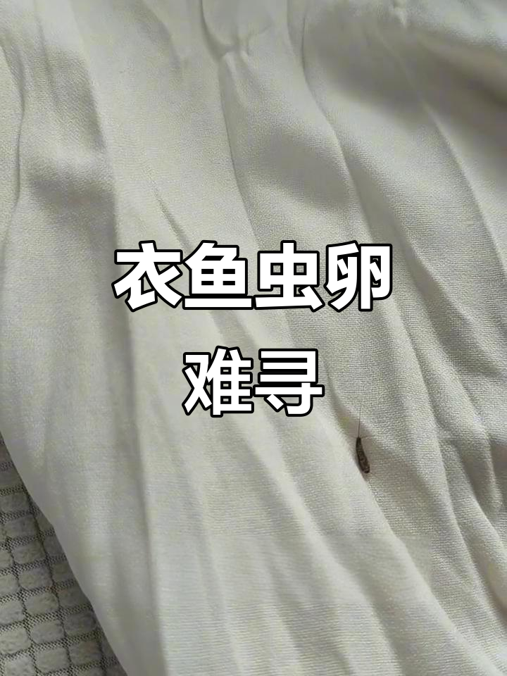 衣鱼虫卵极小,藏匿在暗处不易察觉,需彻底清除才能根治