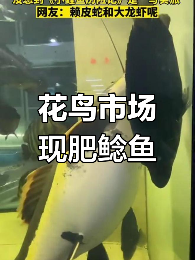 网友花鸟鱼市偶遇“肥鲶鱼”,《小鲤鱼历险记》竟成现实