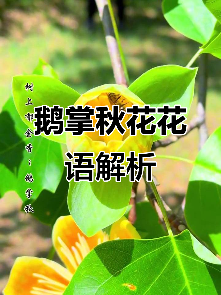 鹅掌秋花的花语:承诺与信用的象征