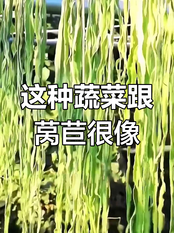 长得像莴苣的菜