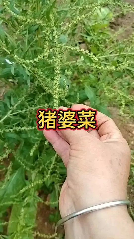 猪婆菜包我小时候经常吃 植物蔬菜农村你的家乡还有这种植物吗