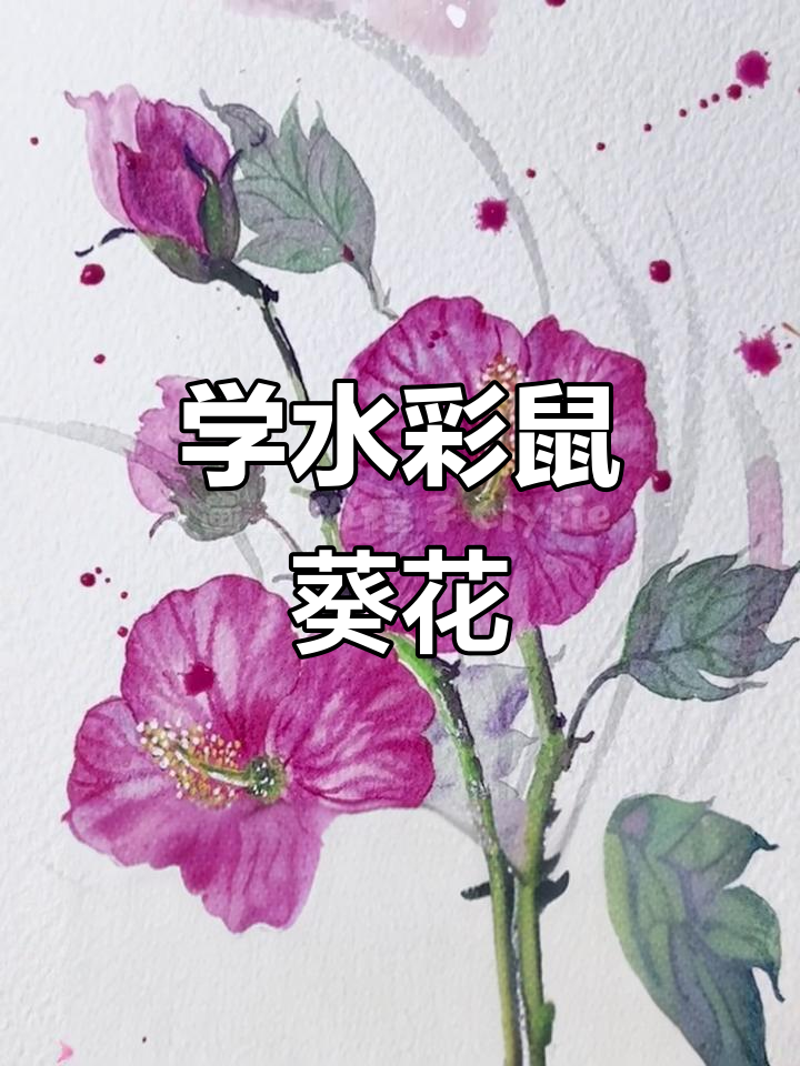 水彩画蜀葵花，简单步骤教你画出美丽花朵