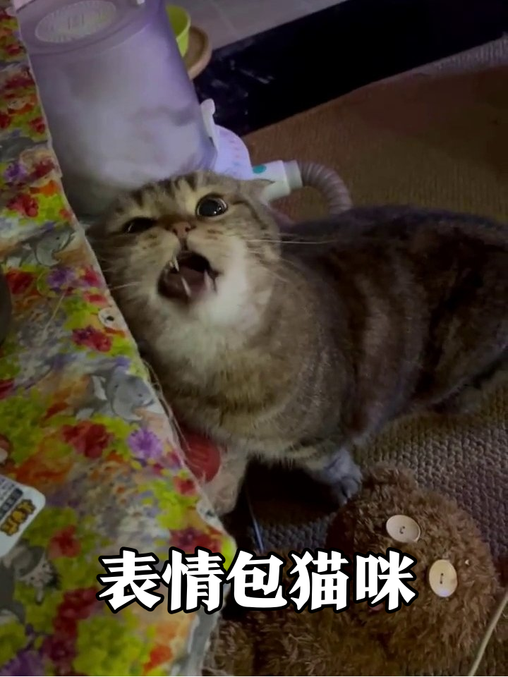 猫咪表情管理崩坏现场:张嘴喊妈+舔唇馋样萌化了