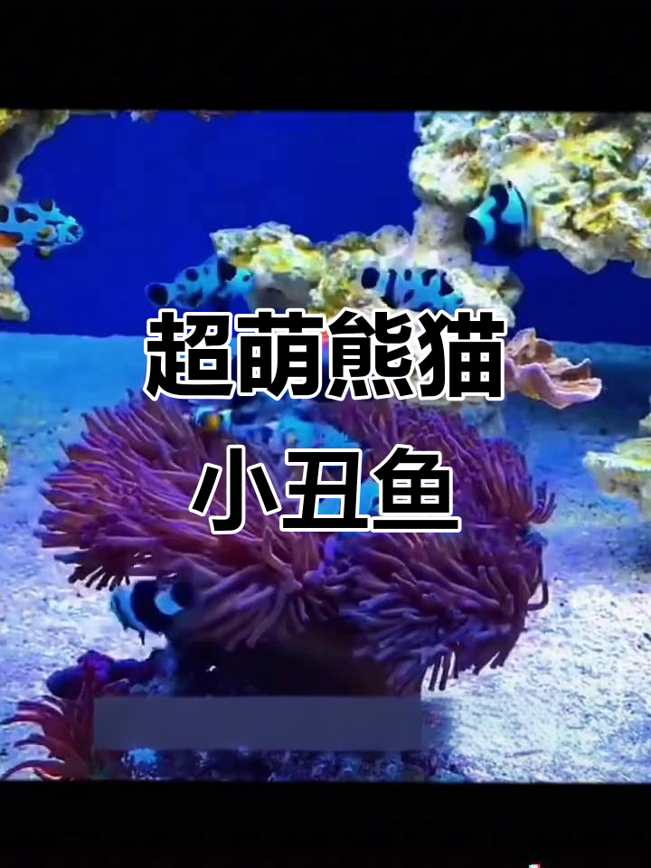 熊猫小丑鱼萌态十足,超可爱!