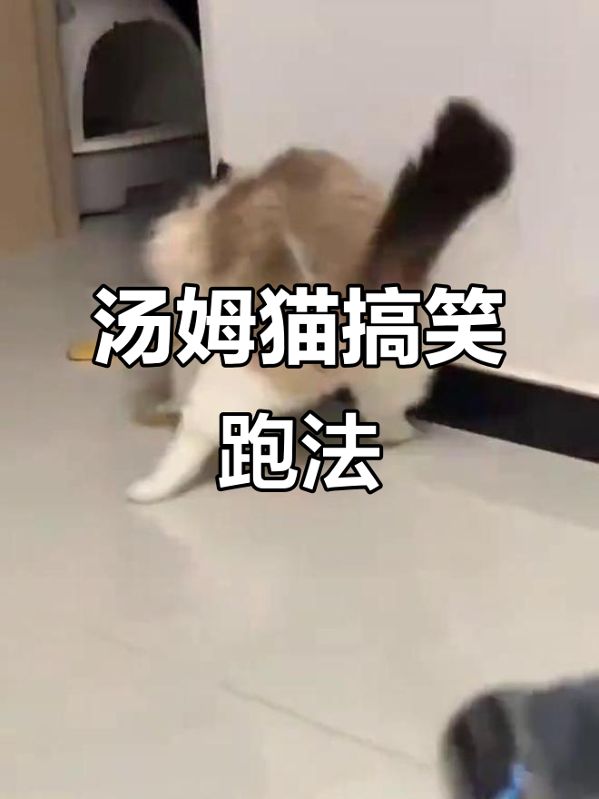 汤姆猫的跑步方式竟然这么特别,太搞笑了!