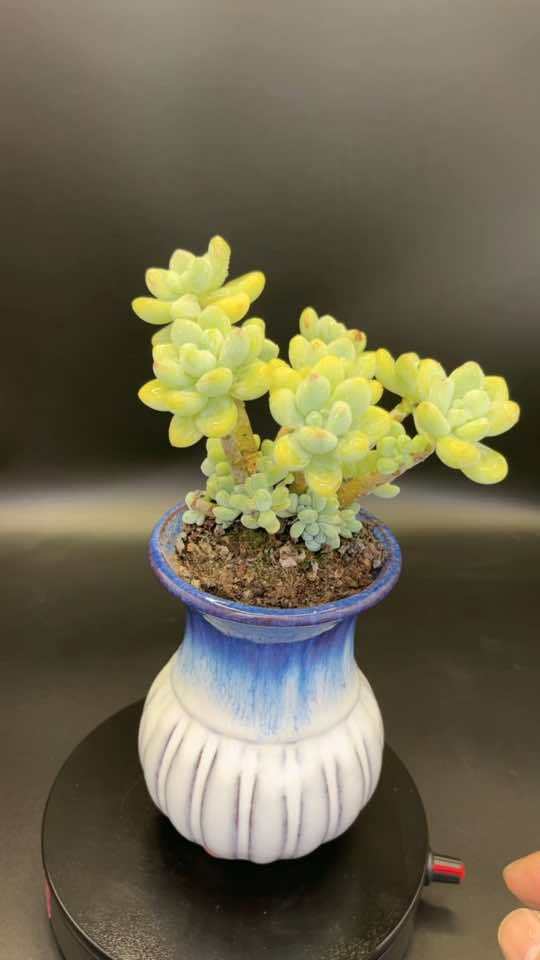 伸手摘星,即便一无所获,也不至于满手污泥。多肉植物 劳尔 花卉绿植