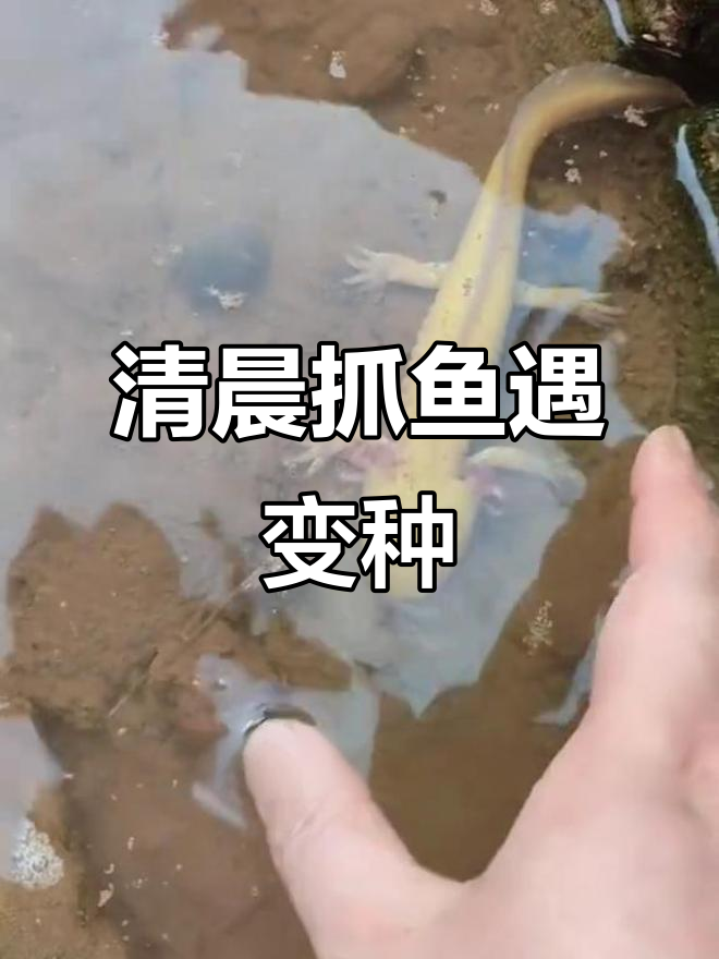 乡村早晨抓鱼大冒险,意外发现金龟和变异红鱼