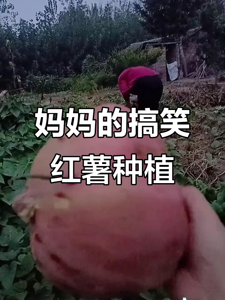 妈妈照着抖音种红薯,结果笑翻了
