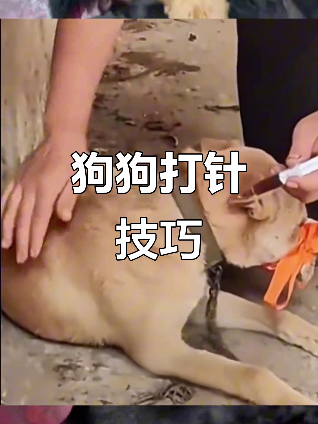 如何正确给狗狗打针接种疫苗,避免肌肉注射的疼痛