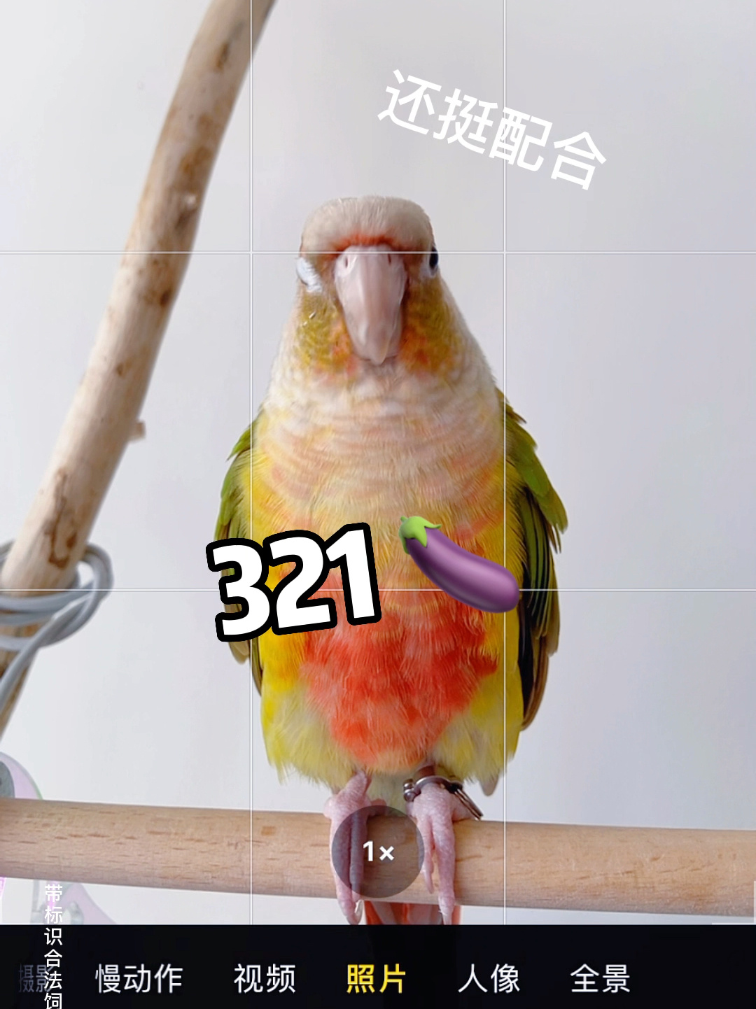 :快来给小鸡制作专属壁纸