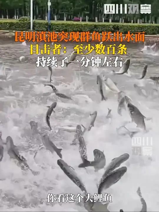 6月1日，云南昆明。滇池突现群鱼翻腾跃出水面，目击者：数百条鱼同时跳跃持续约1分钟，第一反