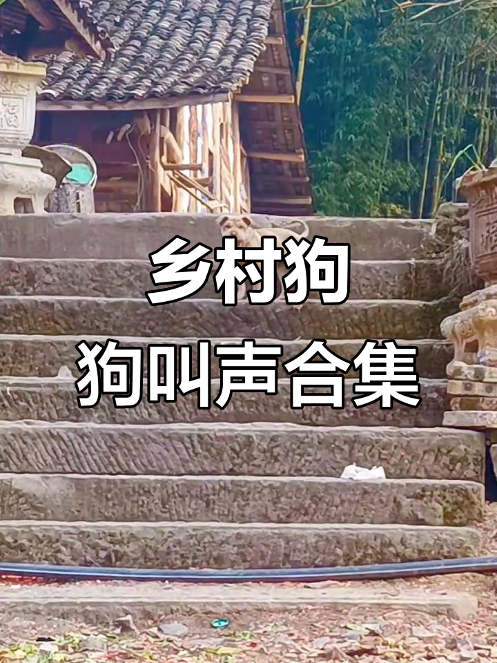 农村狗叫大作战,快来听听这热闹的声音!