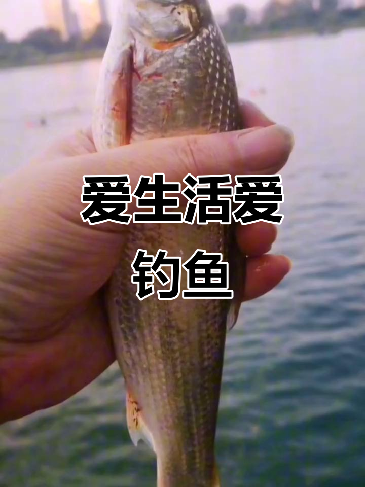 钓鱼才是抖音最热运动,轻松钓获圆吻鲴鱼
