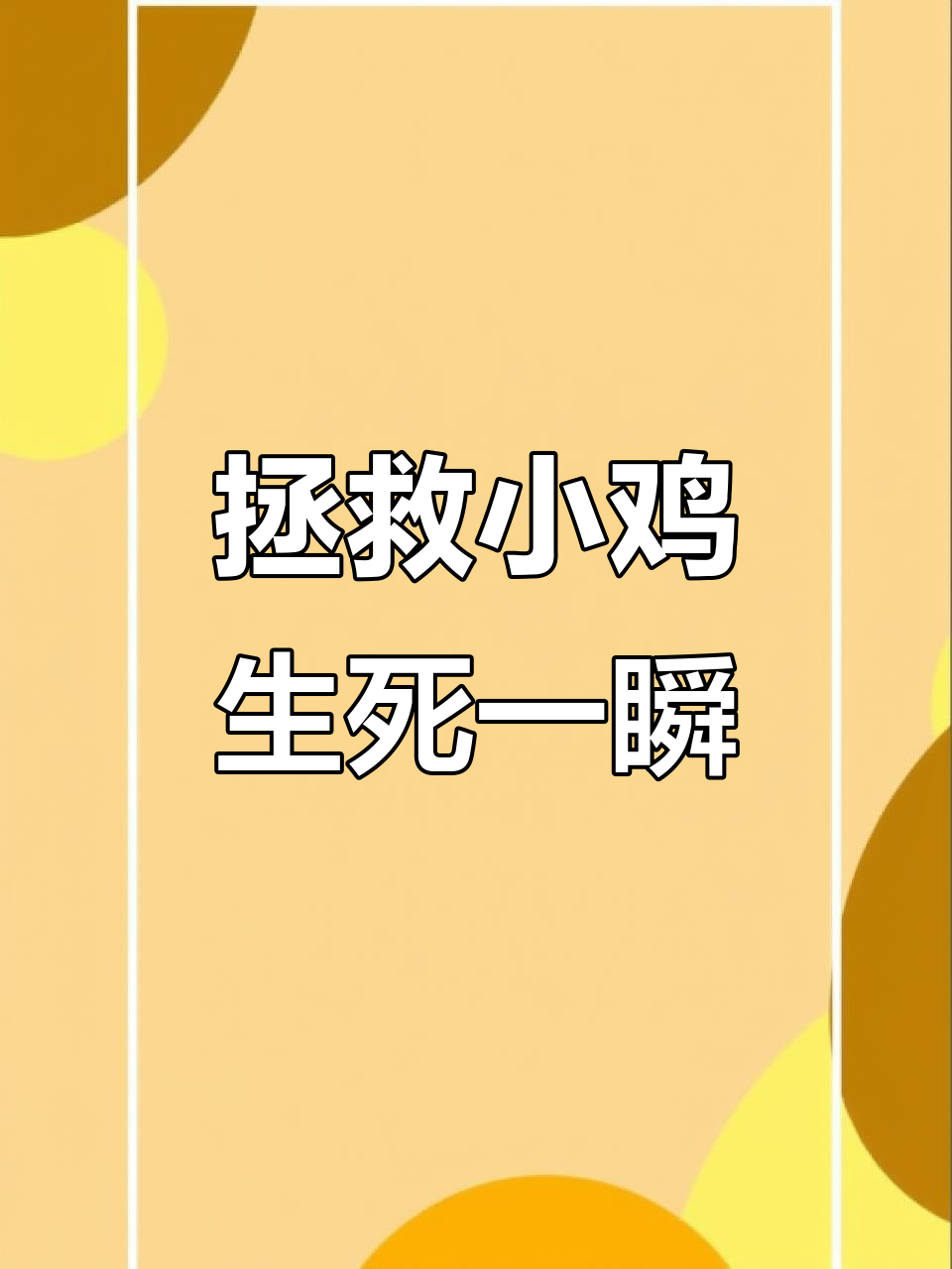小鸡仔生死时速:抢救淋雨后的幸存者