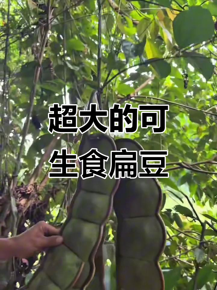 发现超大扁豆,竟然能生吃!山林里的奇特美食体验