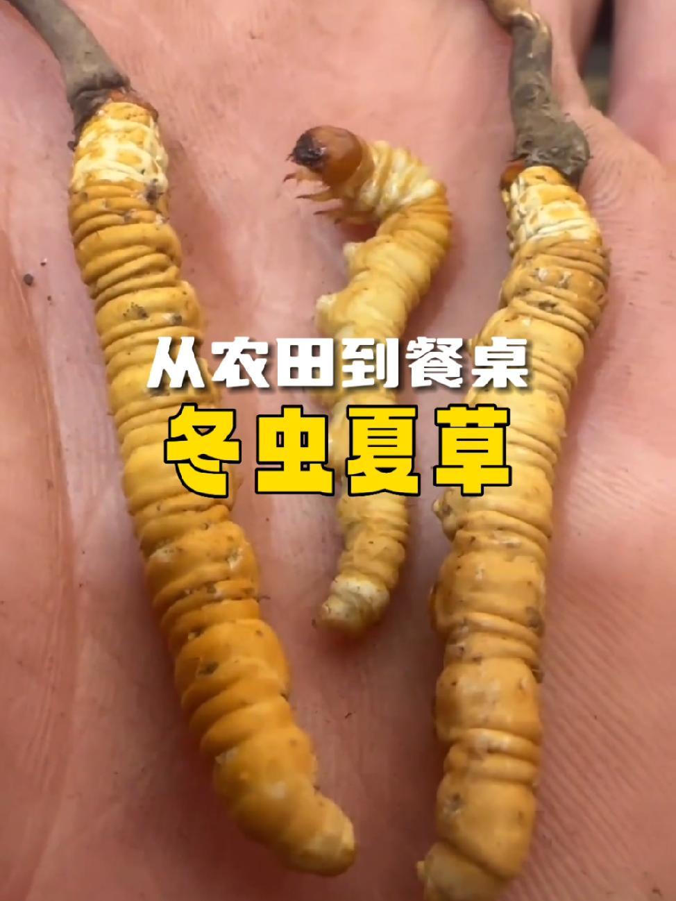 从牧场到餐桌,冬虫夏草。特产 地方特色美食 青海 冬虫夏草 大山里的味道