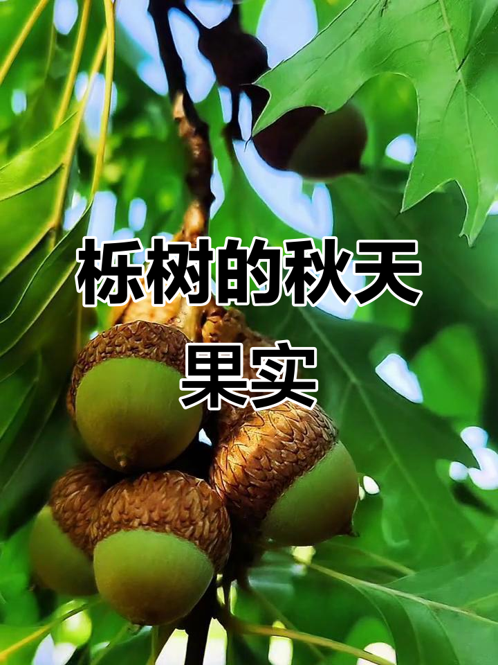 秋天的栎树果实,满满的自然香气