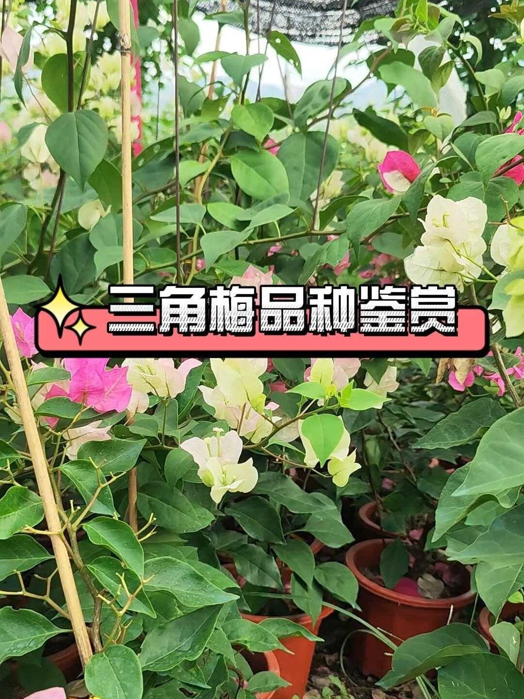 三角梅品种鉴赏