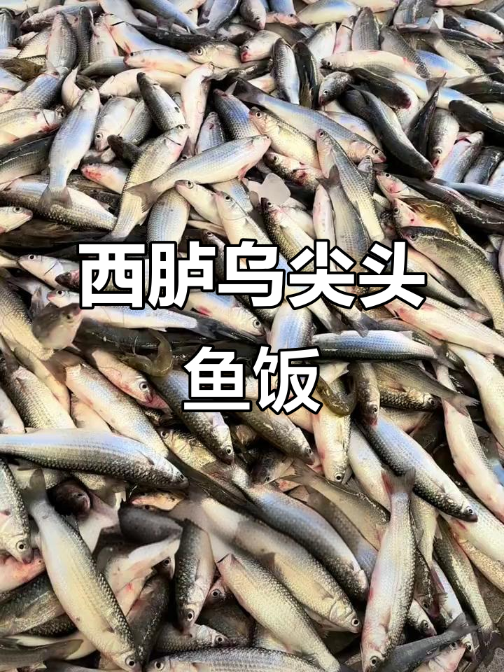 潮汕西胪乌尖头鱼:鲜美打冷鱼饭,本地美味不容错过