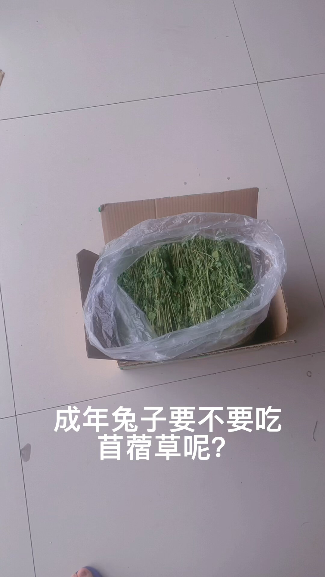成年兔子不能吃苜蓿草?