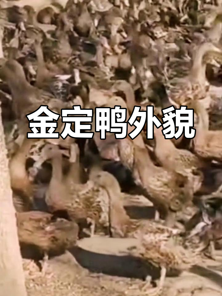 金定鸭的外貌特征解析