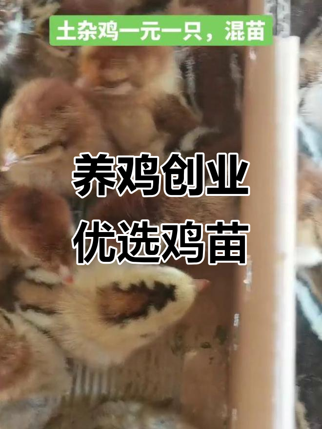 女人创业养鸡，优质鸡苗助力新农人计划